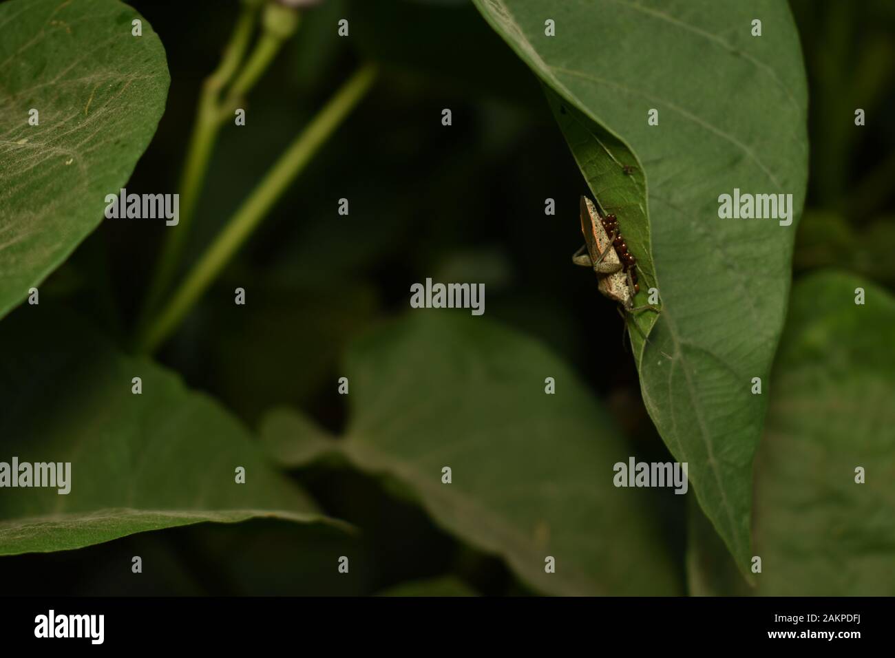 Un bug de pondre des œufs sur une feuille d'Ipomoea. Surakarta, Indonésie Banque D'Images