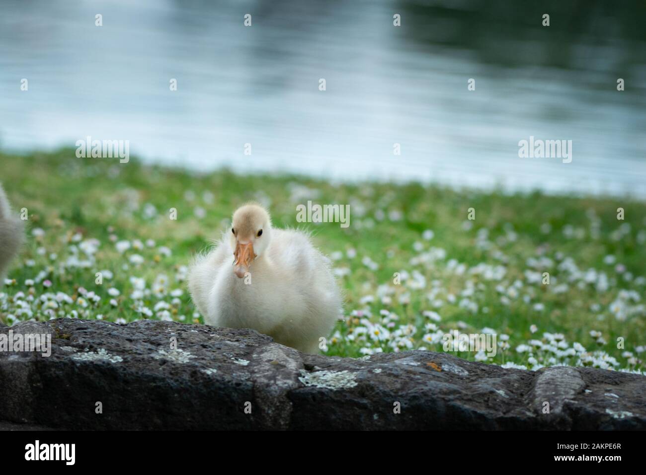 Duvet D Oie Blanc Bebe Avec Fleurs De Printemps Photo Stock Alamy Duvet D Oie Blanc Bebe Avec Fleurs De Printemps Photo Stock Alamy