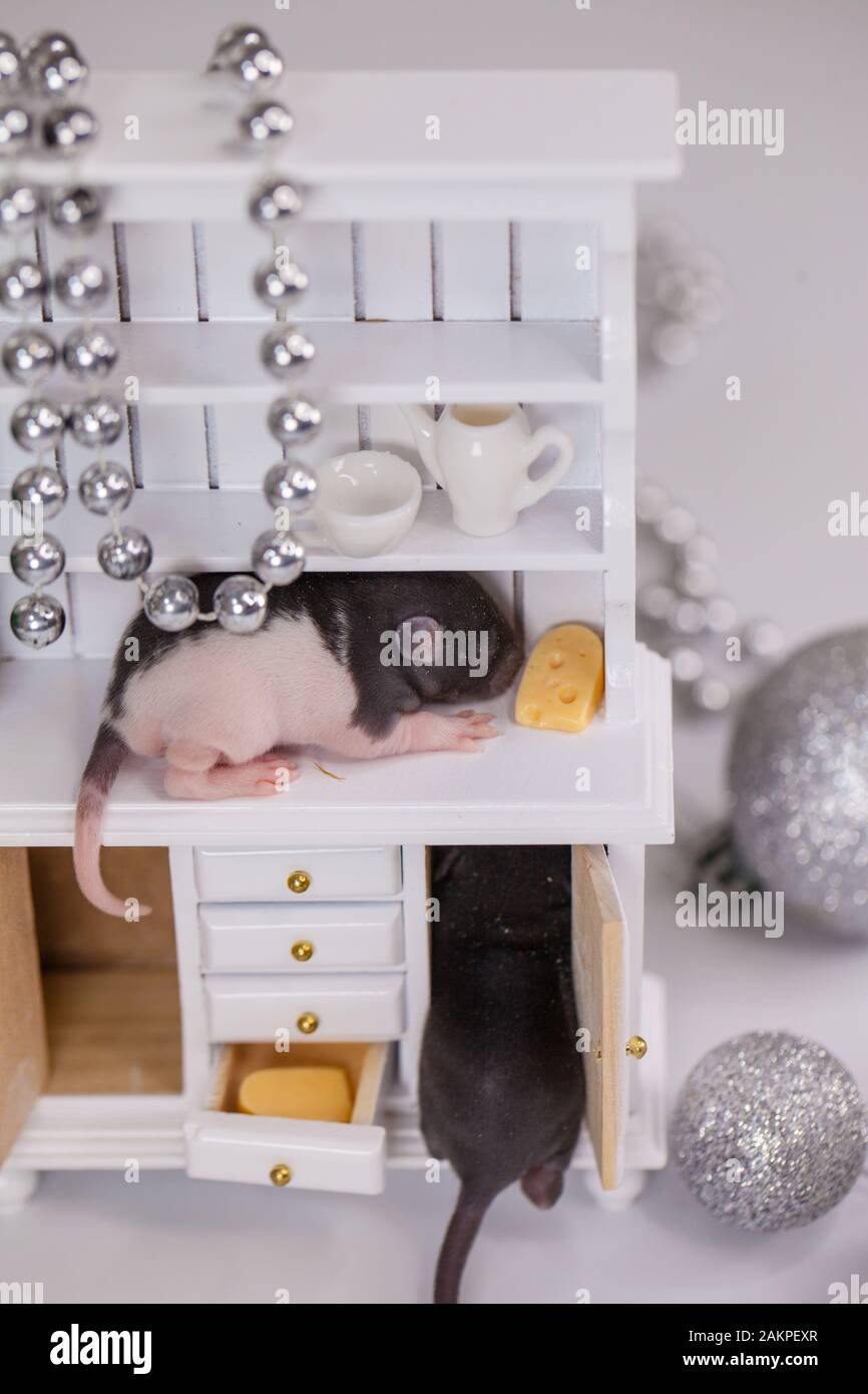 Bebe De Rat Symbole Du Calendrier Chinois Nouvelle Annee Souris Dans Le Buffet Photo Stock Alamy