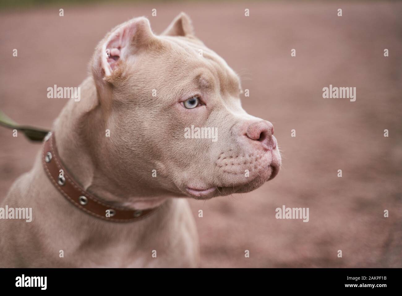American bully muselière dans profil il semble l'espace libre Banque D'Images