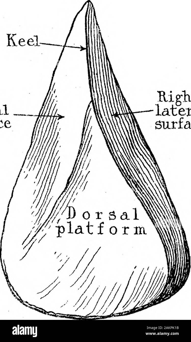 La transition de l'Rostro-Carinate Tongue-Shaped Flint met en Œuvre pour la mise en Œuvre d'River-Terrace . graviers surface latérale, une face postérieure ou à l'arrière, habituellement très heavyand forme irrégulière, à peu près comme si pour tenir dans la main, et une surface antérieure,réduit à la forme d'une quille et se terminant en un bec (d'où l'on appelle la mise en œuvre de rostro-carinate), en conséquence de la direction oblique et la convergence des surfaces d'approche qui, l'autre de façon à ne laisser qu'une quille étroite-likeridge entre eux. Nous avons l'habitude de voir cette quille ou carina atteignant l'avant d'thebroad, m Banque D'Images