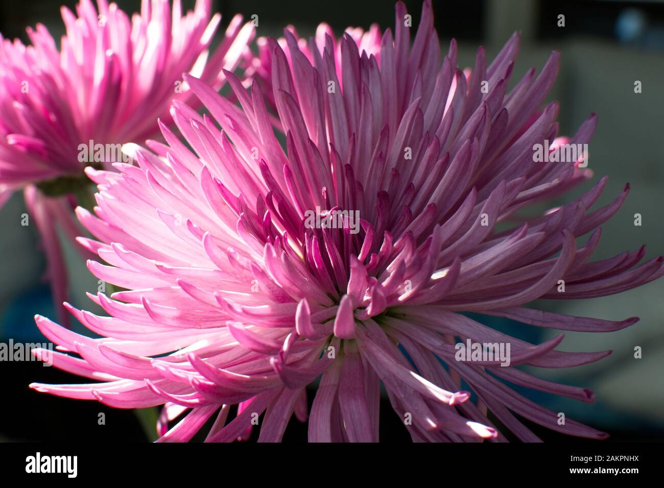 Belle fleur de chrysanthème araignée violet rose. Banque D'Images