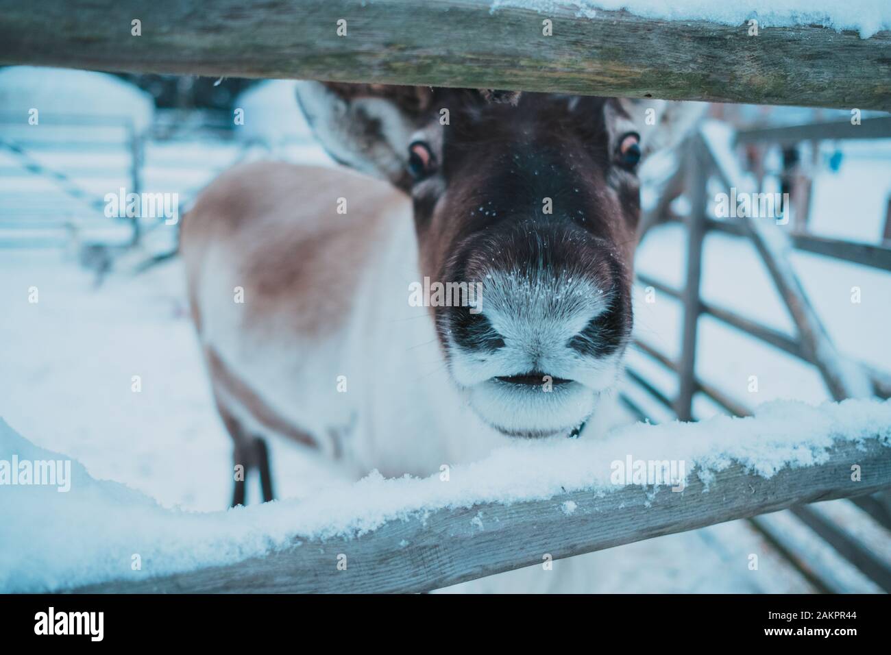 Beau renne dans un petit corral dans le parc ethnique nomade, région de Moscou, Russie. Très belle et neige hiver froid. fermer la photo d'un nez de cerfs Banque D'Images