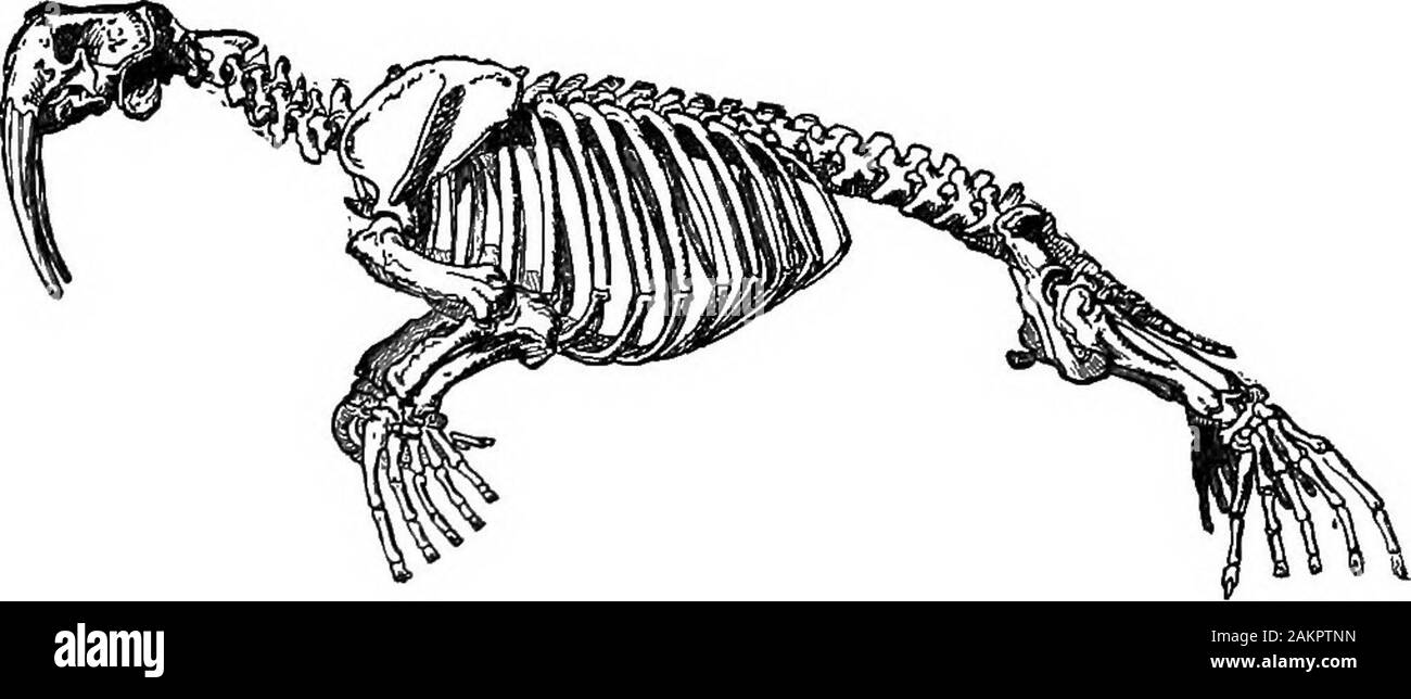 Première leçon de zoologie : adapté pour utilisation dans les écoles . La FiQ. 258.-Eough (Phoca hispida). Les orteils palmés ; l'empêcher d'être prolongé une paire, de sorte qu'il leur est impossible de marcher. Il livefor la plupart dans la mer sur le poisson, shufflingout occasionnellement de l'eau et situé sur les rochers de la côte. 260 PREMIÈRES LEÇONS en zoologie. ^ dans le morse (Fig. 359) Les canines supérieures par formtusks où la créature peut grimper sur des gâteaux de glace,ou creuser pour les palourdes, sa principale nourriture, dans la boue profonde. ofbays Bien que le Carnivora sont destructrices et souvent injuriousto les animaux domestiques, Banque D'Images