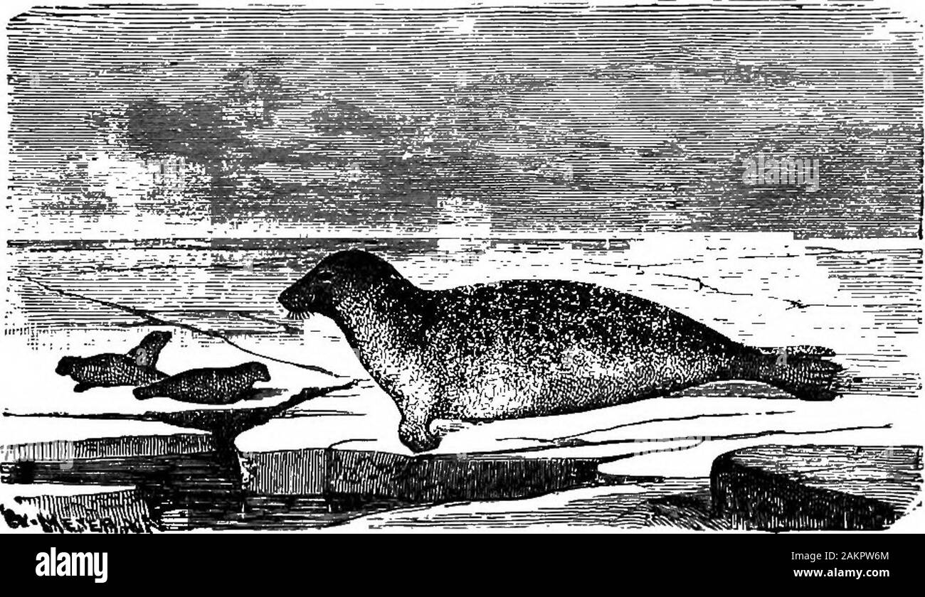 Première leçon de zoologie : adapté pour utilisation dans les écoles . Fig. 267-SkuUof le Lion. Mais avant de nous décrire le Oarnivora mustdraw authentique, nous l'attention sur les joints (Fig. 358) et de leurs alliés, qui sont admirablement adaptée à une vie aquatique. Theirlimbs sont modifiés en nageoires pour utilisation dans la natation.. La FiQ. 258.-Eough (Phoca hispida). Les orteils palmés ; l'empêcher d'être prolongé une paire, de sorte qu'il leur est impossible de marcher. Il livefor la plupart dans la mer sur le poisson, shufflingout occasionnellement de l'eau et situé sur les rochers de la côte. 260 PREMIÈRES LEÇONS en zoologie. ^ dans Banque D'Images