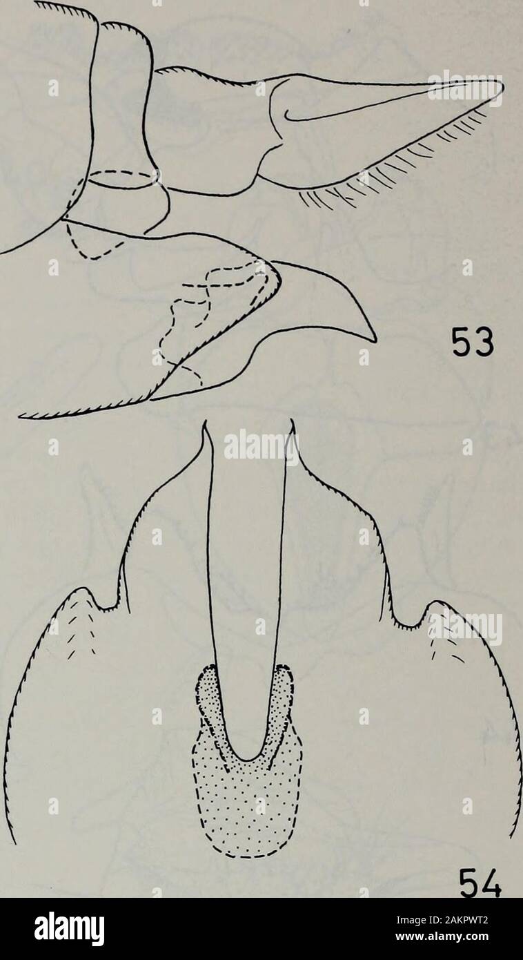 Tijdschrift voor entomologie . 52 Fig. 51, 52. N. fuscescens. Fig. 51. Ovipositeur, lateralview. Fig. 53, 54. N. contrasta. Fig. 53. Ovipositeur,vue ventrale. 56) ; dans juscescens concavemedial l'extension a une incision (fig. 43) ; dans le medialincision contrasta est convexe (fig. 48) ; l'intérieur dististyleo{ fuscescens a une haute crête postérieure (fig. 45);Dans contrasta le cimier est faible (fig. 49) ; de plus il y a quelques différences dans l'ventralaspect du sternite 8 mâle (fig. 46, 50) ; fe-mâles de fuscescens et contrasta diffèrent dans le hypovalvae theshape de court (fig. 51, 53, avec un sm Banque D'Images