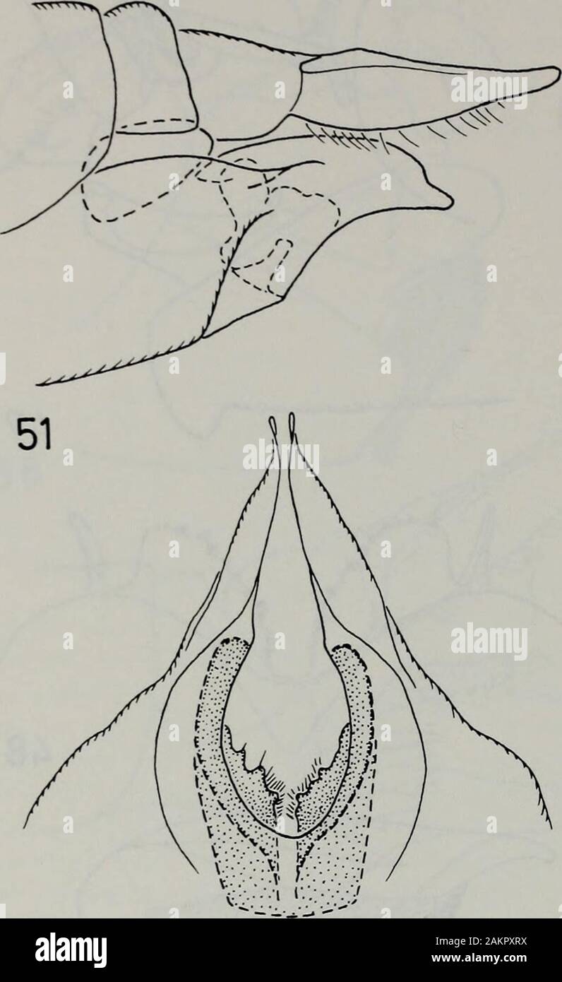 Tijdschrift voor entomologie . Fig. 43-46. N. fuscescens. Fig. 43. Hypopygium, vue latérale. Fig. 44. Extension de l'homme dorsalview tergite 9,. Fig. 45. Dististyle intérieure gauche, de l'extérieur. Fig. 46. Sternite 8 mâle, vue ventrale. Fig. 47-50. N. contras-ta. Fig. 47. Hypopygium, vue latérale. Fig. 48. Extension du tergite 9 mâle, vue dorsale. Fig. 49. Distis intérieure gauche-style, de l'extérieur. Fig. 50. Sternite 8 mâle, vue ventrale. pygium de cette espèce est très semblable à celle offuscescens et contrasta et on suppose que le même s'applique à l'ovipositeur). Les espèces diffèrent entre eux Banque D'Images