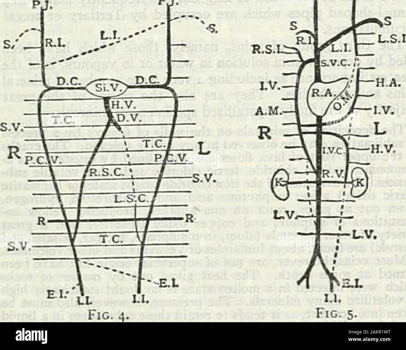 L'encyclopédie Britannica ; un dictionnaire des sciences, des arts, de la littérature et de l'information générale . ou (caudale) orithe droite sont effacées, et que reste-t-il forme le porlulvein (fig. 3, p.v.). Les deux veines ombilicales s'unir au niveau de l'ombilic(fig. 3) et bientôt tout le sang du placenta passe par une gauche, le droit de devenir rudimentaire. , , . 1 r la veine ombilicale gauche sur atteindre le foie se joint maintenant à l'leltbranch de la veine porte et établit un nouveau communicationwith la veine hépatique gauche. C'est le canal d'vemsus (fig. 3. .-V-).et dès qu'il est formé, il y a Banque D'Images