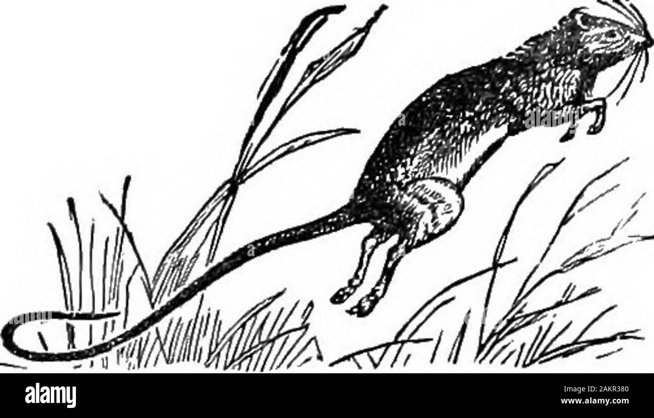 Première leçon de zoologie : adapté pour utilisation dans les écoles . iefly sur les noix et les graines, et dans la fourrure, countriessubsists principalement sur les graines et les bourgeons de l'épinette.en Nouvelle Angleterre il mange les graines de pommes de pin, laissant tomber à terre thescales^und r ? §E"t sur " nobles 244 pin PREMIÈRES LEÇONS EN ZOOLOGIE. bough. En hiver sa collecte les cônes de pin andpine, et les porte à l'entrée de son terrier, whereit sélectionne les graines sous la neige. Il makeshoards aussi des semences, etc., sur l'approche de l'hiver. L'écureuil gris (Sciurus une rudenest Carolineitsis) fait de feuilles en Banque D'Images