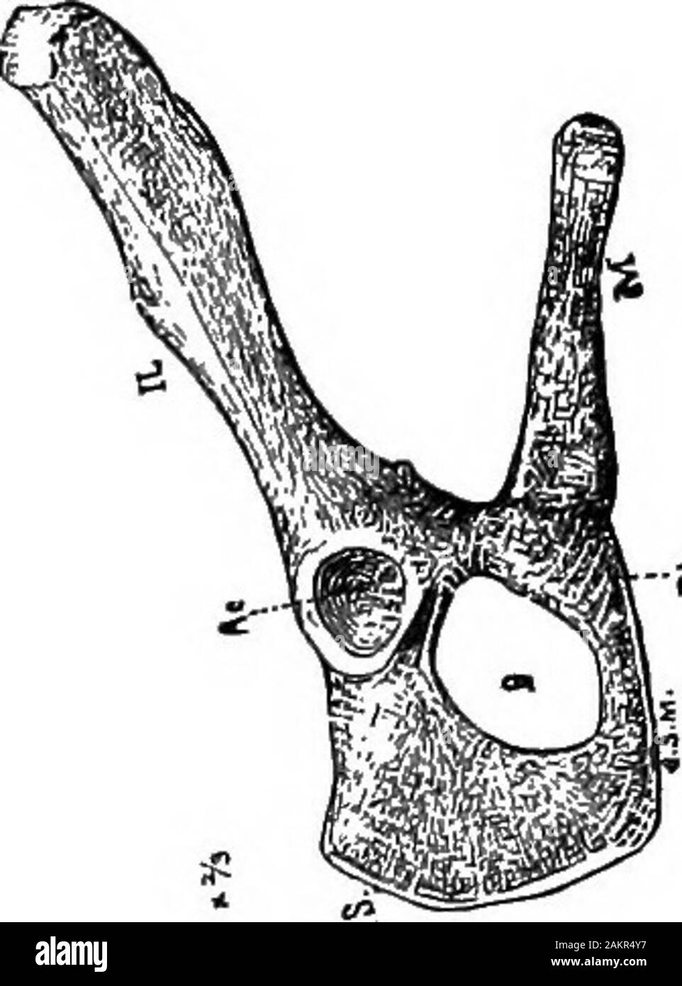 Première leçon de zoologie : adapté pour utilisation dans les écoles . Fio. 235.-l'Opossum, et côté-vue du bassin, avec l'os marsupial, M. bassin, et à la projection de l'avant. Dans l'opossum, thekangaroo, et probablement la plupart des marsupiaux, les jeunes, qui sont très rudimentaires et les petits à la naissance, la sacoche livein attaché à l'embout, qui remplit l'themouth. À ce qu'il reste attaché à un ré-érable période, le lait étant imposé par la contraction de sa gorge le muscle crémaster. Le danger est évité en ofsuffocation la forme conique et allongée du membre supérieur du larynx, qui est embrasser Banque D'Images