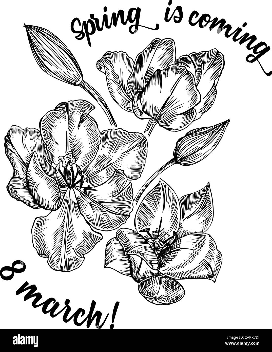 Fleurs de Printemps bouquet de tulipes sur fond blanc. Le style de dessin gravure en ligne. Nature botanique croquis réalistes pour motif floral de mariage Illustration de Vecteur