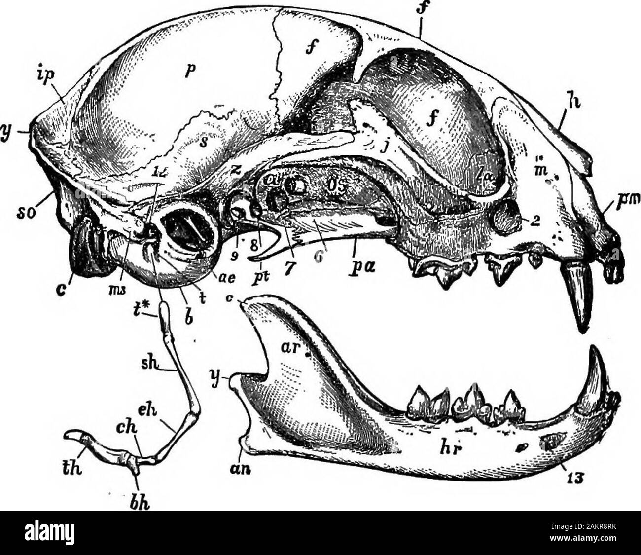 Première leçon de zoologie : adapté pour utilisation dans les écoles . Fig. 225.-TJnder-surface de hind-paw, n, HI, rv, V, respectivement la tive quatre chiffres, un tampon, beneaththe métatarses ; h, talon. Observez maintenant les membres inférieurs (Fig. 224, 225). L'avant pairis plus courte que les pattes de derrière, et chaque membre se compose d'un FIB 2208T LE8S0N8 en zoologie. haut du bras, un avant-bras, et une patte, par cinq petits orteils. Thehind membres inférieurs sont chacune constituées d'une cuisse, une jambe, et une withbut pied quatre orteils. Le coude et du genou sont proches de la ligne.C'est tellement avec le chien. Les jambes du cheval n'notproject ox et du corps au-dessus du genou ou elb Banque D'Images
