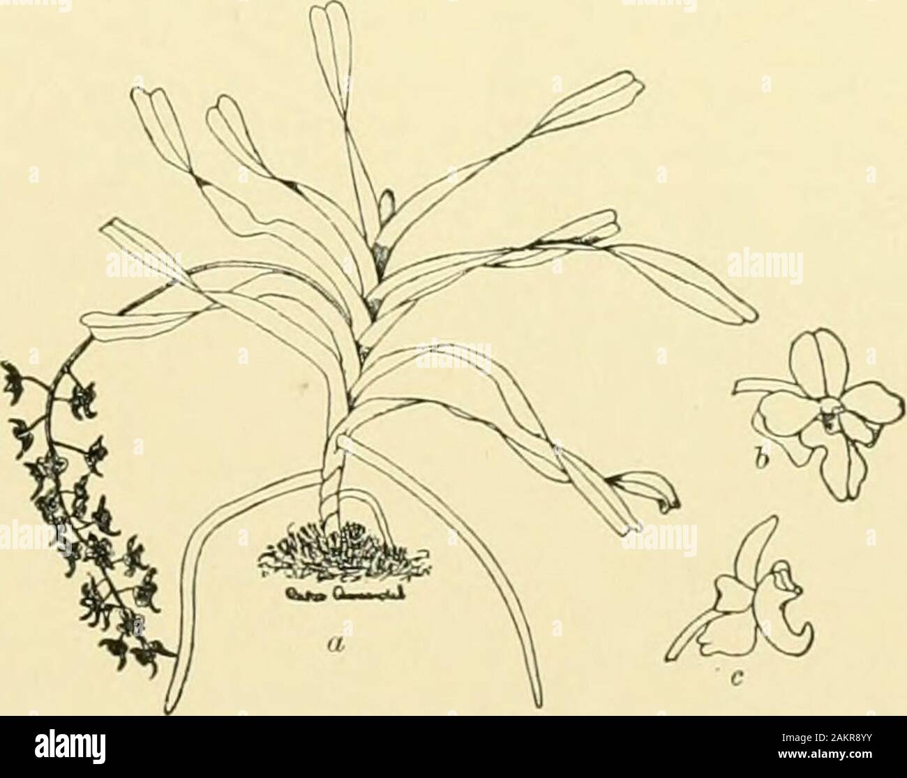 Cyclopedia of American horticulture, comprenant des suggestions pour la culture de plantes horticoles, les descriptions des espèces de fruits, légumes, fleurs et plantes ornementales vendues aux États-Unis et au Canada, ainsi que des notes biographiques et géographiques, et d'un synopsis du règne végétal . alsorbicular, tous munis d'labellummagenta midlobe magenta ; d. H 8:241. Var. Roebelenii (A. Bo^belenii,Reichb. f.). Sépales et pétales vert ombrage pour atbases, pétales denticulées ; lobes du labelle lacer-tion, midlobe en rose. Manille. 6. Leeanum, Reichb. f. Pédoncules Banque D'Images
