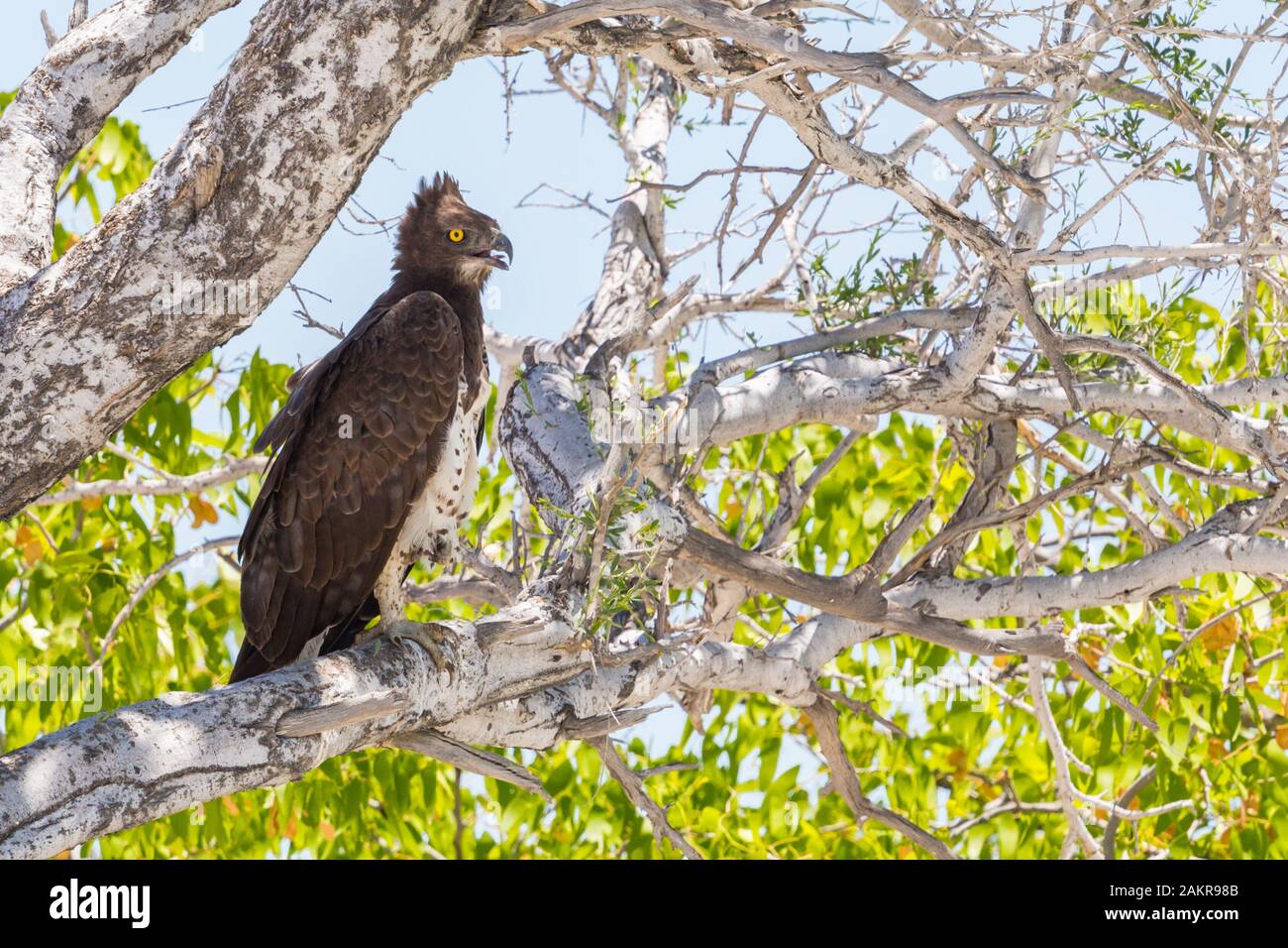 Aigle martial naturelles (polemaetus bellicosus) sitting on tree avec le feuillage Banque D'Images