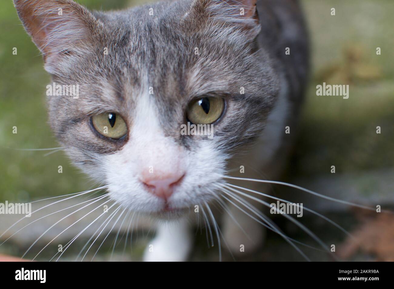 Vue d'un magnifique chat de couleur grise avec des yeux de couleur yelloish regardant directement à l'appareil photo Banque D'Images