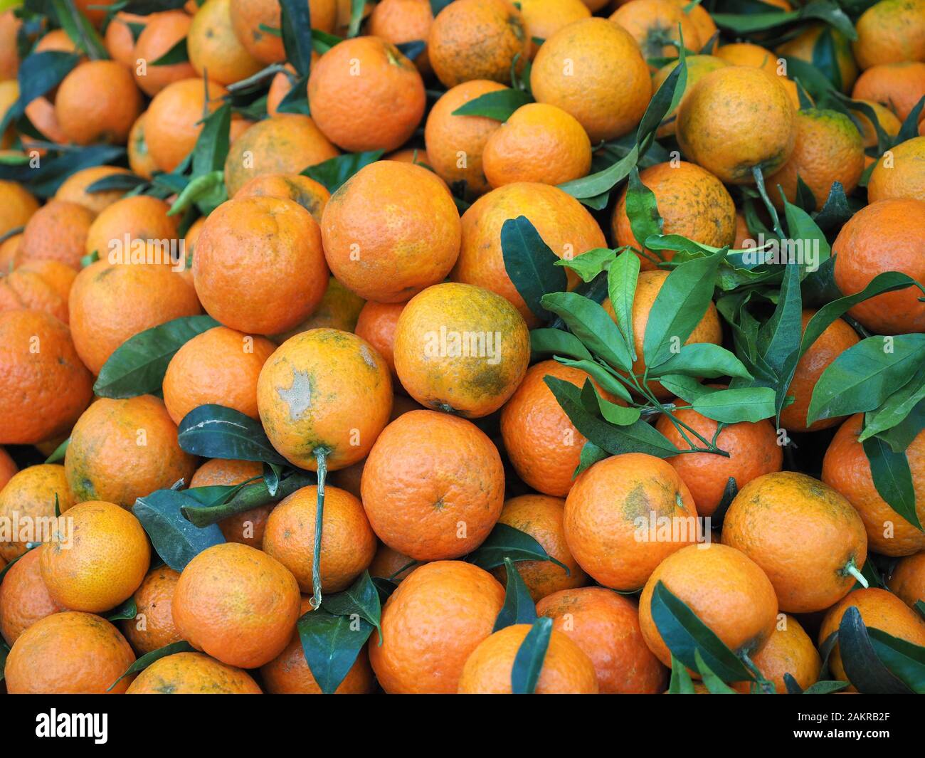 Orange douce (Citrus sinensis x) fruits nourriture végétarienne Banque D'Images