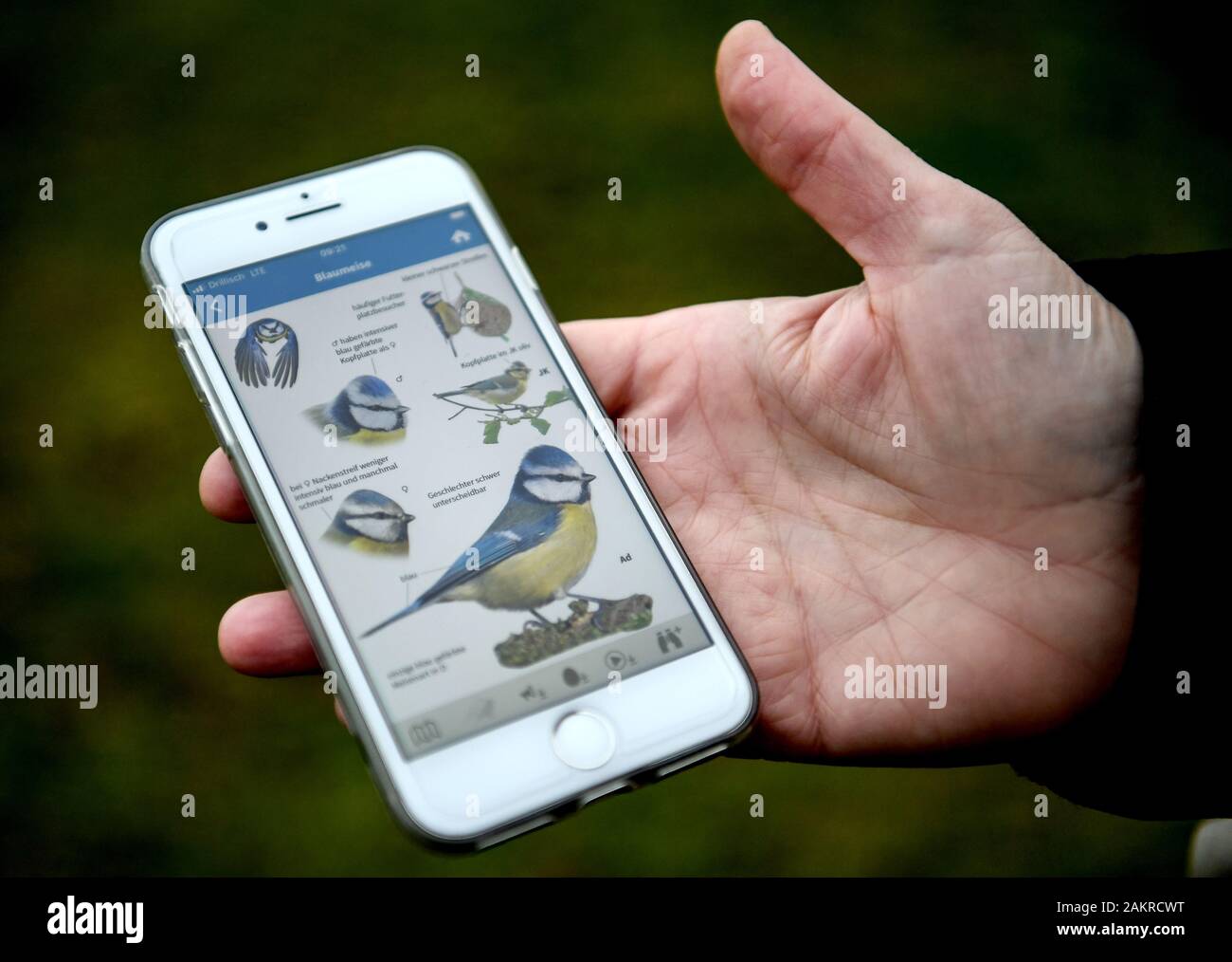 Berlin, Allemagne. 10 janvier, 2020. Une femme détermine l'espèce dans le recensement des oiseaux 'Heure d'oiseaux d'hiver' de NABU (Naturschutzbund Deutschland) avec l'aide de l'app "Nabu Vogelwelt'. Au cours de l'action participative, tous les oiseaux qui sont, par exemple, à une cabane d'alimentation ou dans un parc doivent être enregistrées en nombre et l'espèce pendant une heure. Credit : Britta Pedersen/dpa-Zentralbild/dpa/Alamy Live News Banque D'Images