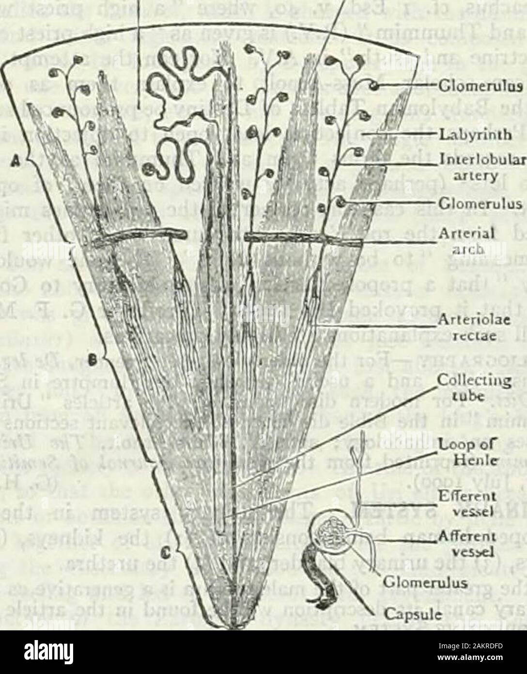 L'encyclopédie Britannica ; un dictionnaire des sciences, des arts, de la littérature et de l'information générale . Fig. I.-Section verticale par le rein. Un renalartery, branche de l'uretère. ; U. J', substance corticale corticales avec pyramides,et du labyrinthe tortueux de tubes ; 2 et 3, medullarypyramids de tubules tout droit ; 4, acides gras masses autour bloodvessels (5) ; 6, 7 ; papille, bassin. Rayons médullaires labyrinthe. DLtoq CapsuleFrom A. F., Cunninghams de Tcxi-Book Analomy, fig. 2.- La représentation schématique de l'Structuresforming un lobe de rein.Dans la partie centrale de la figure le cours de l'un de l'enfant Banque D'Images