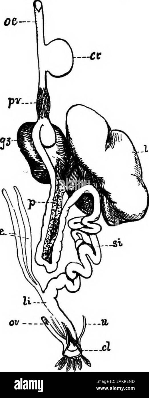 Première leçon de zoologie : adapté pour utilisation dans les écoles . les hiboux, les faucons, et les aigles sont pro-ment avec un anneau de bony platesoccupying thesclerotic la face de. Au moyen d'thisring itselflike l'oeil peut régler un télescope, afin de tenir des objets distants et près de inboth.Le pingouin est aussi endowedwith cet appareil, qui ena-bles pour ajuster ses yeux sur seeboth ci-dessus et sous l'eau.Si les oiseaux (sauf thenight-oiseaux, particulièrement les hiboux)n'ont pas d'oreille externe, ils bien canhear ; autrement ce qu'wouldbe l'utilisation de leurs compétences d'ofsong ? Les œufs des oiseaux sont, avec l'exception de ceux de lézards, Banque D'Images