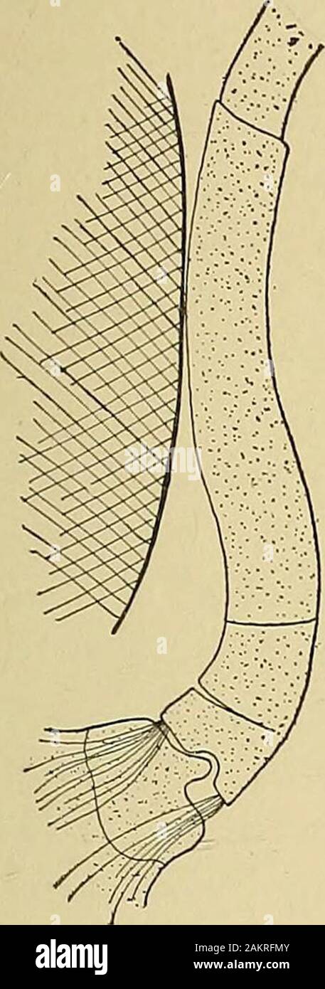 L'autotomie . Régénération éjectés de la partie n'est pas producea nouvel animal. La rupture de la queue du lézard à la base,si la partie extérieure est blessé, est un exemple d'un processus typique. ofautotomy La secouer des crabes de la jambe, si la jambe est blessé, également un autre cas typique de l'autotomie. Il y a une nette rupture à la base de la jambe à crabes qui alwaystakes la séparation (Fig. 45, un i-i). Le rodage est conjointe au milieu du deuxième segment de la base de la jambe, où il n'est trouvé, l'autotomie 151 sur l'extérieur de la jambe, un groove d'anneau que ma Banque D'Images