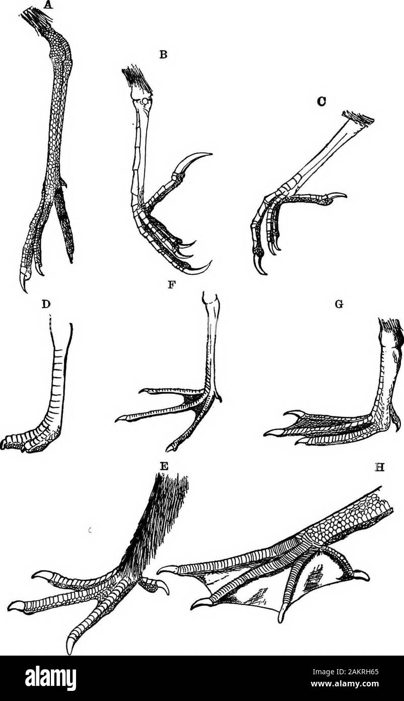 Première leçon de zoologie : adapté pour utilisation dans les écoles . Fio. 205.-^, os du pied d'oiseau de l'embryon. Est, supérieure, ti,inférieure, des morceaux de Tarse. B,jambe du {Buzzard Buteo vul-garis), o, du fémur ; b, tibia, péroné,6 ; r, tafso-métatarse ; c,la même pièce isolée, andseen de devant ; d, d, d, d, les quatre chiffres ou les orteils. 200 PREMIÈRES LEÇONS EN ZOOLOGIE.. La FiQ. 207.-Types d'oiseaux pieds. Un tarse, réticulées de pluvier argenté ; B.ocutellate, tarse de pré-amorçage de l'alouette ; O, tarse de Robin ; -D, footof cursorial rasorial autruche ; E, pied de des prairies ; F, pied semipalmé de peep;Q, toti Banque D'Images