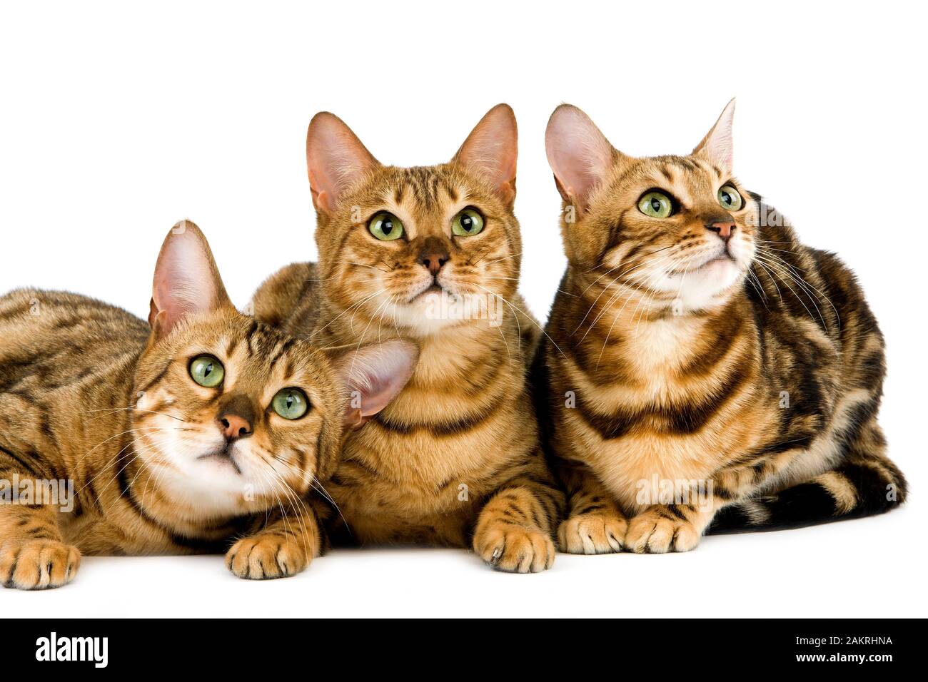 Brown spotted tabby and brown marbled tabby bengal domestic cat Banque de  photographies et d'images à haute résolution - Alamy