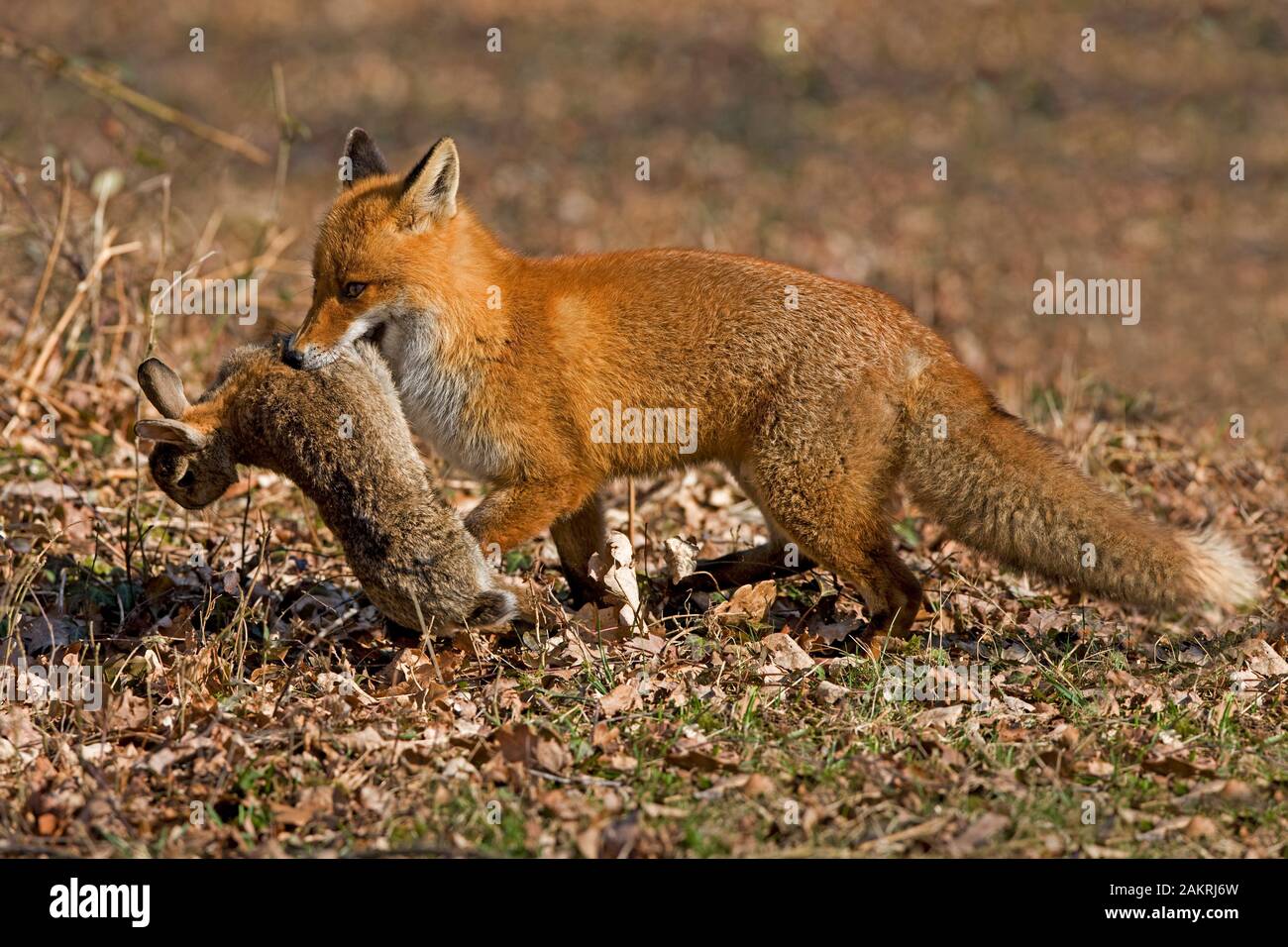 Le Renard roux Vulpes vulpes, DES PROFILS AVEC UN KILL, lapin, NORMANDIE EN FRANCE Banque D'Images