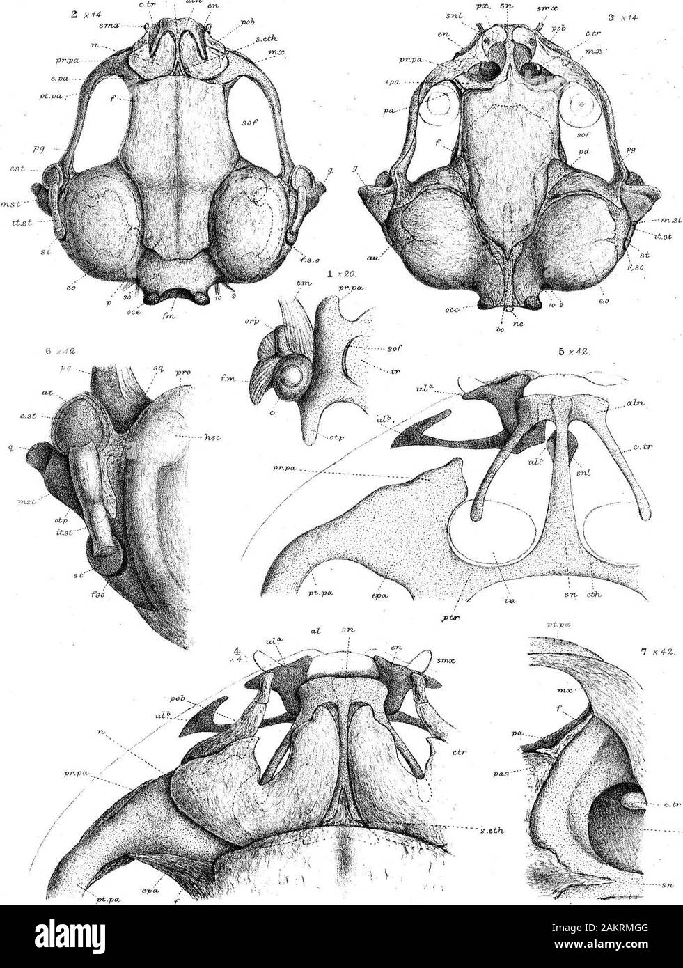 Sur la structure et le développement du crâne dans l'BatrachiaPart . II2 brP X- Pip un moiis tr o s a. Le ?Olfet & GJ, -i svdr;. Pcurker. Phil. Trwm. 1876. La PLOTE 61. S^ cuiyi. Z x14- 3 X14-.• ? vrv srv WK.P. dzL. annonce^ ?non. WM-s6&:Co.vmp. PipsL Monstposa. Pourhen. Phil, Ircum. 1876. Plats 626 xZ. 2. kZ -poo notre ^ - nos Banque D'Images