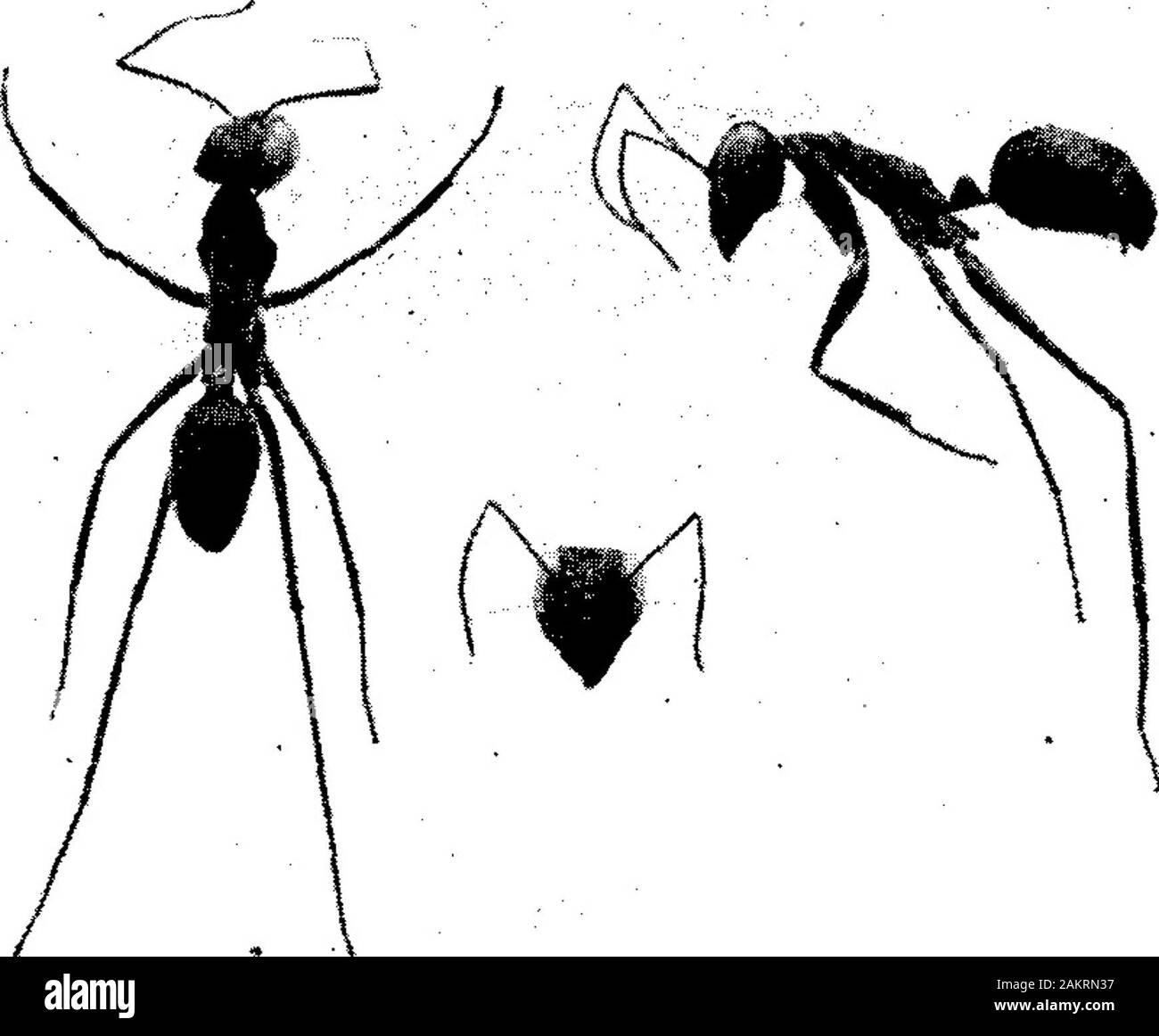 Observations sur Gigantiops destructor Fabricius et d'autres fourmis bondissant. . Eudomyrma whichresembles gracilis fabr., une araignée noire Attid en forme et couleur, et se méprendre sur itserratic les mouvements de sauts. Le célèbre arachnologist, E. Simon (inEmery, voyage de M. E. Simon (Dec., je887-Avril, 1888). Formicides,Ann. Soc. Ent. France 1890, p. 65 note) a remarqué que toutes les espèces d'thegenus Pseudomyrma reproduire exactement les formes et couleurs des araignées du genre Simonella Peckh. (Attidae) et la ressemblance est tout aussi strikingin leur démarche. Pour l'instant, il semble souhaitable, par conséquent, Banque D'Images