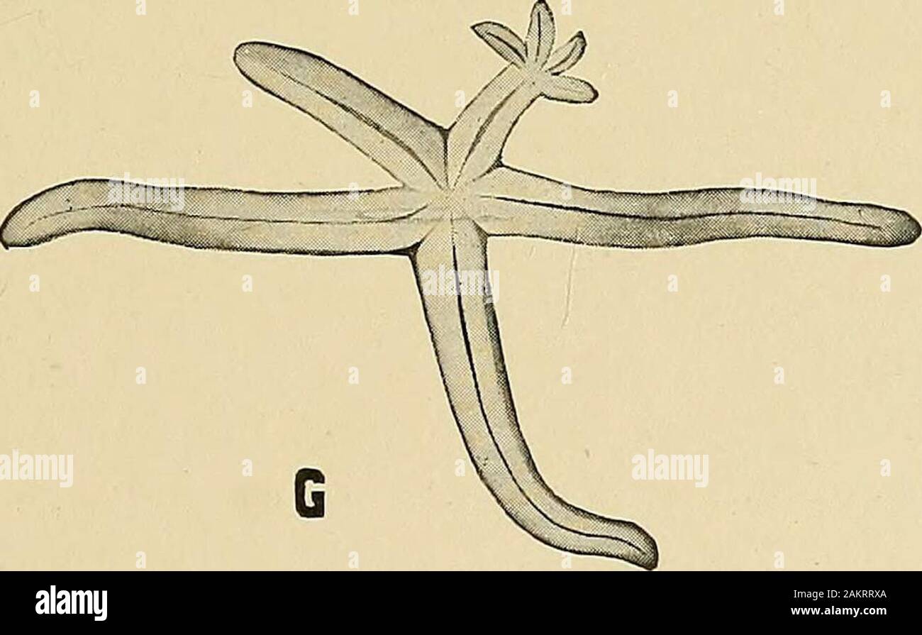 Régénération" . x-^ T V F. Fig. 38. - A-F. AfterKing. A. Les Étoiles avec quatre bras régénérer à différents niveaux. 5. Threearms régénérer à partir du disque. C. séparé en deux bras produisant deux armes. D. offobliquely bras coupé, régénérant à angle droit de la surface de coupe. E. Startish divisée entre deux objectifs, la production de deux nouveaux bras de split. F. Un bras, avec un petit morceau de disque attaché, Regen-trois d'exploitation de nouveaux bras. G. Après P. et F. Sarasin. Étoile de mer {nidtifo 7Linckia7-mis) withfour nouveaux bras jaillissant des fin d'un bras. Interprété comme une nouvelle étoile, mais probablyonly une multiplicité de bras (voir C ci-dessus). lev Banque D'Images