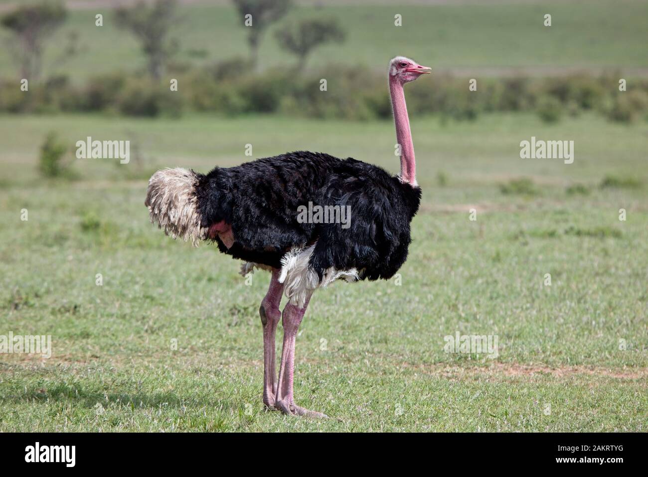 Autruche commune (Struthio camelus), homme debout, Masai Mara, Kenya. Banque D'Images