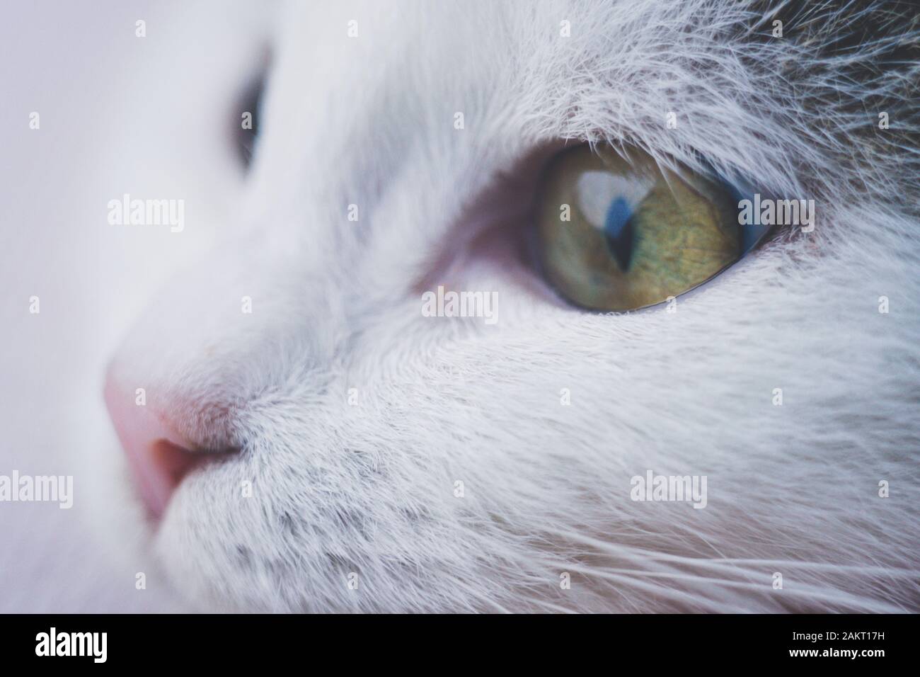 Chaton adorable visage. Macro portrait d'un chat. Banque D'Images
