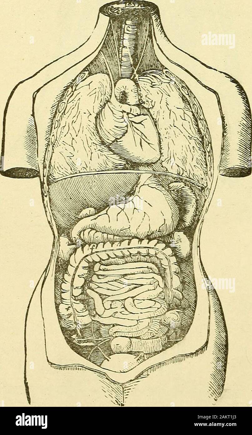 Le Mariner's guide médical : conçu pour l'utilisation de navires, les familles, et les plantations : contenant les symptômes et le traitement des maladies : En outre, une liste de médicaments, leurs usages, et le mode d'administration, lorsqu'un médecin ne peut pas être acquis : sélectionnés à partir de travaux publics médical standard . Z80 MARINER S MEDICAL GUIDE. et un petit attaquer accroché à elle, et à l'oeil en thewall. Un assistant se retire graduellement sur l'aborder, de manière toslowly étendre le membre. Aucun coup tire ou la violence sera de tout succès ; la souche doit être graduelle et steadyto épuise la résistance des muscles. Lorsque-cie suffi Banque D'Images