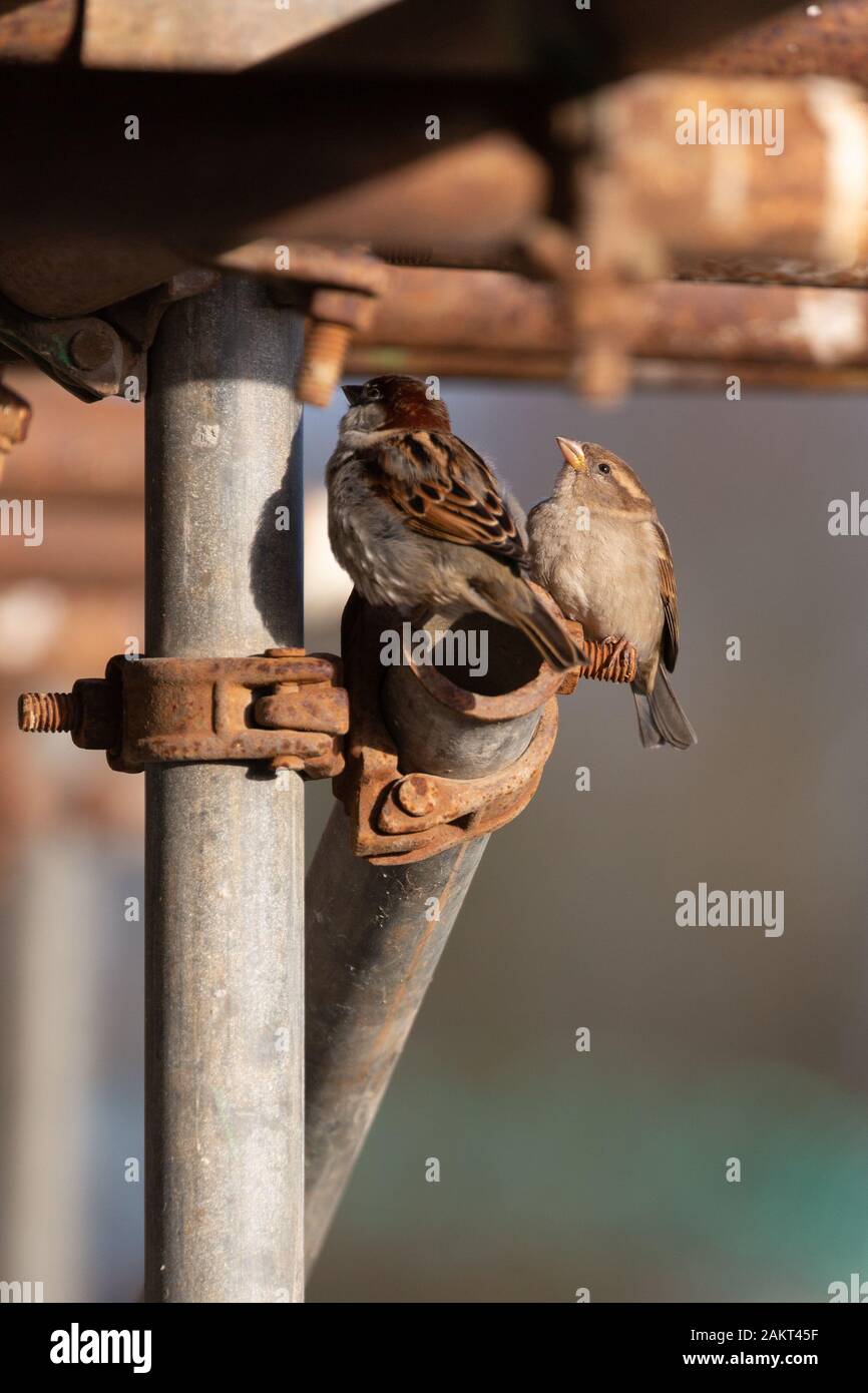 Llanon, Ceredigion, pays de Galles, Royaume-Uni. 10 janvier, 2020. Météo France : journée ensoleillée en Llanon comme un mâle et femelle moineau domestique (Passer domesticus) se fond avec certains échafaudages rouillés tout en regardant les trous sur les extrémités des tubes. Crédit : Ian Jones/Alamy Live News Banque D'Images