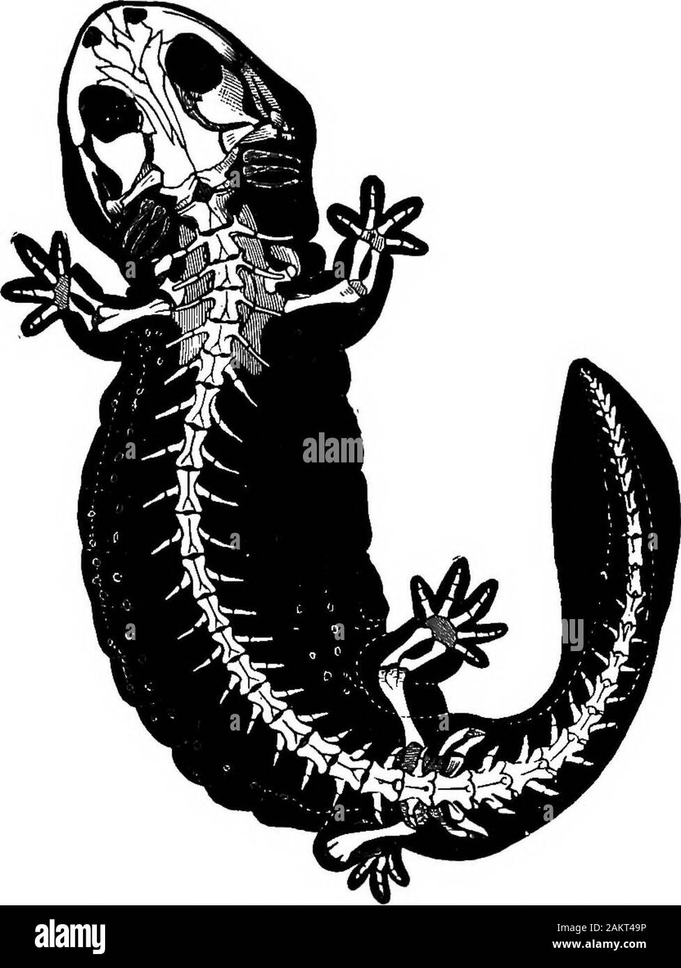 Première leçon de zoologie : adapté pour utilisation dans les écoles . amanders pondent des oeufs dans l'eau. Les oeufs de l'oreillard newt sont mis à singlyon les feuilles des plantes flottantes. Salamandre type séquentiel (P/e- Fia. i78.-jeune Newt. 9°^ erythromtum) pond ses oeufs(grandeur nature.) m l'été dans le cadre des paquets de pierres humides, les feuilles, etc. ; les jeunes sont nés avec des branchies. La forme la plus basse de cette commande est le milieu aquatique Congo-snake, ou Amphiuma signifie, dans lequel le corps est grand, très longue, ronde, et mince, avec de petites branches à longs doigts deux rudimentaire ; il n'y a pas de branchies, mais spiracles ou gill-ouvertures survivre. Il vit Banque D'Images