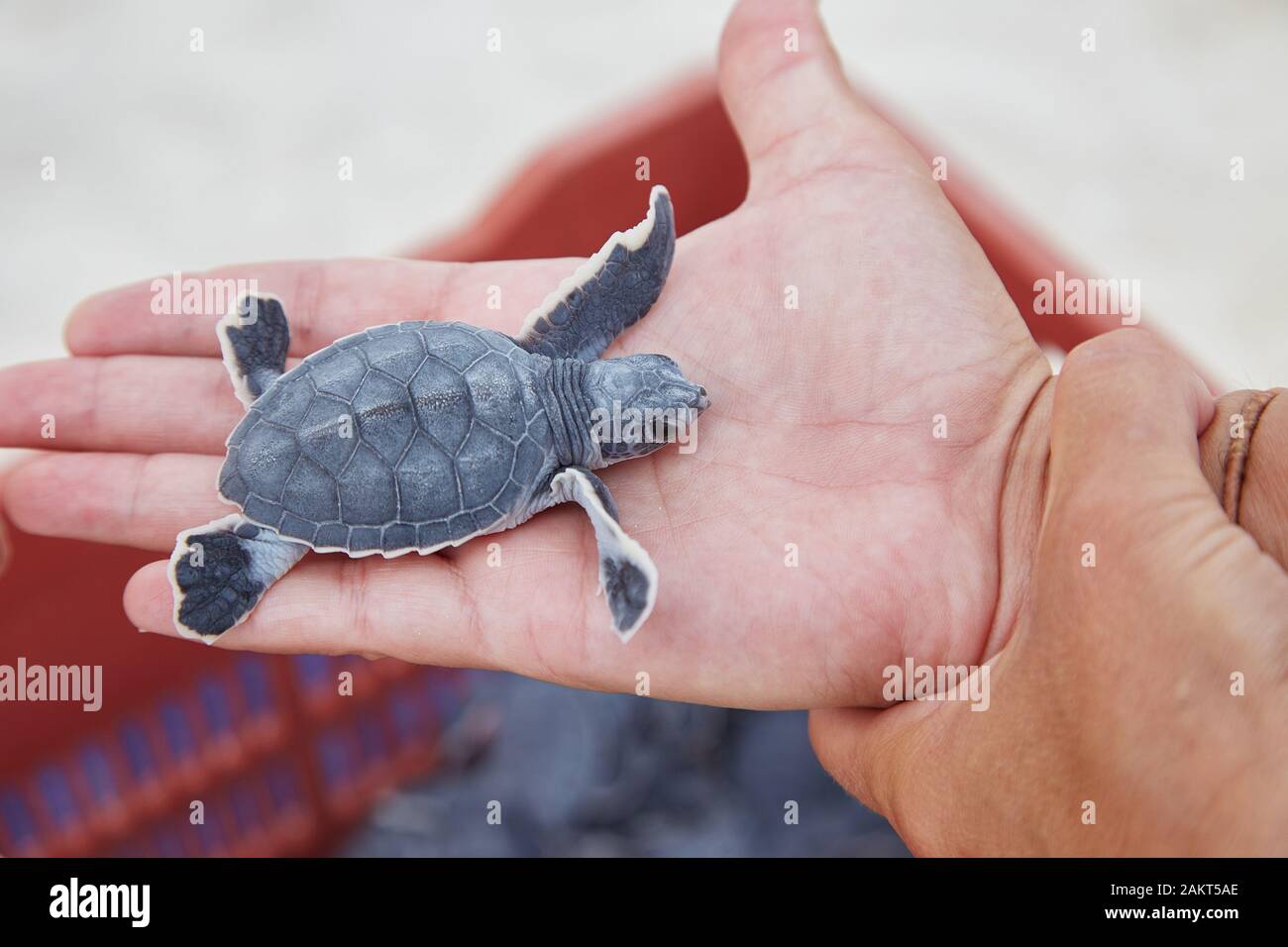 Tenir une petite tortue Loggerhead avant de la libérer sur une plage à Cancun, au Mexique Banque D'Images