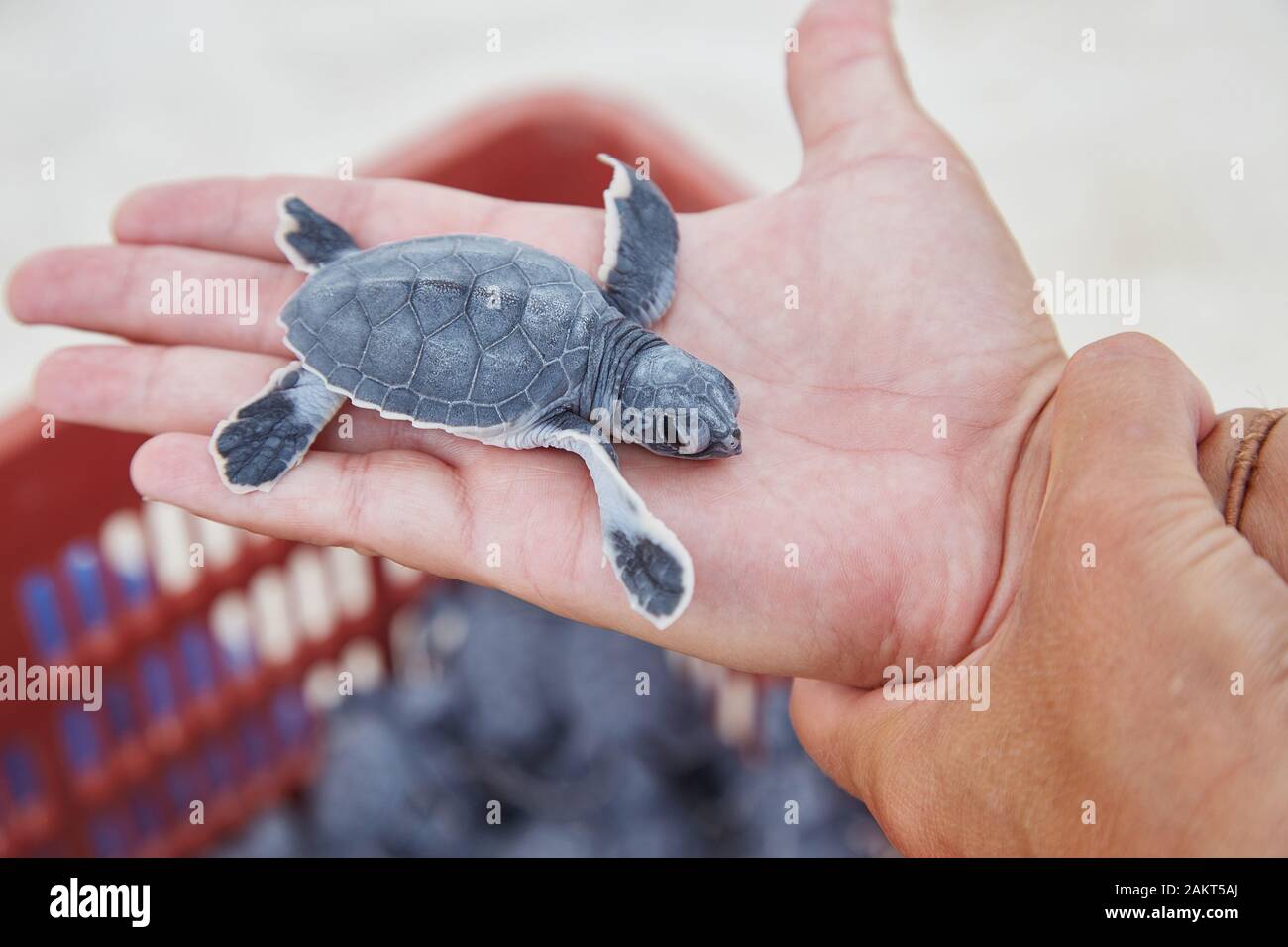 Tenir une petite tortue Loggerhead avant de la libérer sur une plage à Cancun, au Mexique Banque D'Images