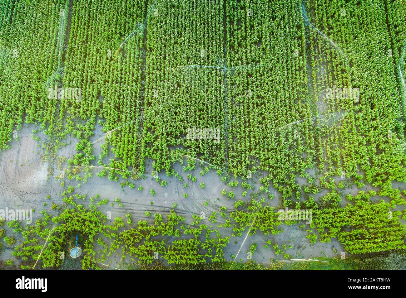 Terres agricoles avec arrosage. Vue aérienne. Banque D'Images