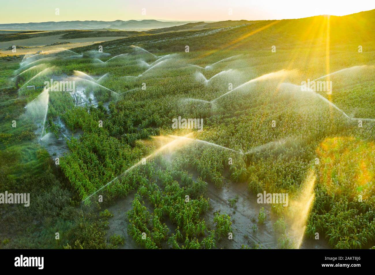 Terres agricoles avec arrosage. Vue aérienne. Banque D'Images