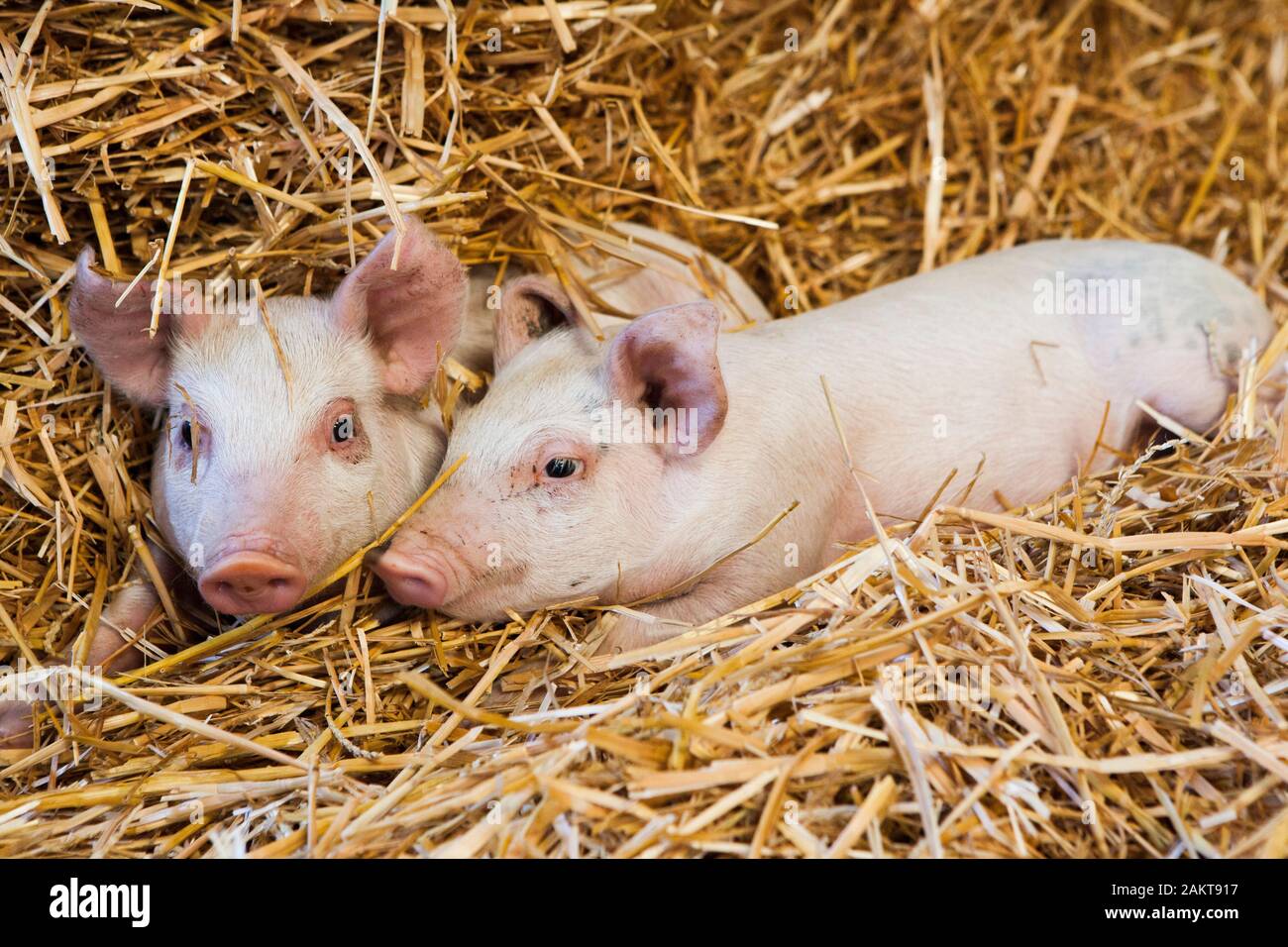 Les porcelets à un assuré la RSPCA haute ferme bien-être accrédités. Norwich. United Kingdom. Banque D'Images