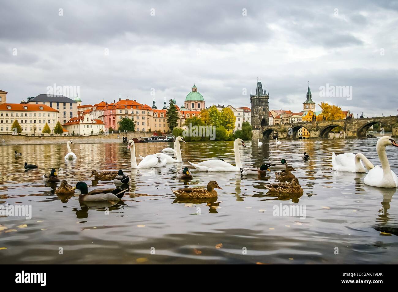 Cygnes et canards sur la rivière Vltava près du pont Charles à Prague, en République tchèque Banque D'Images