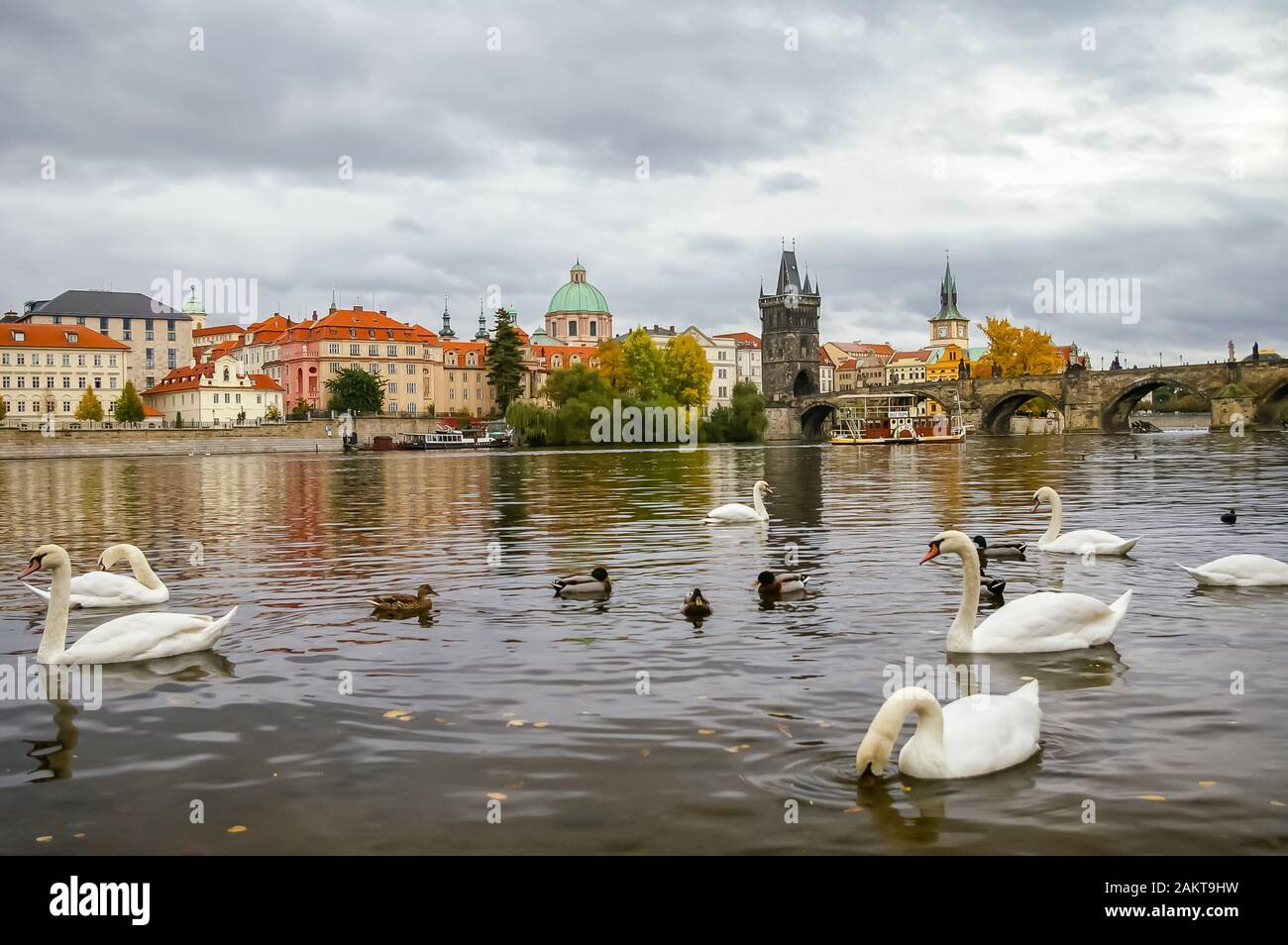 Cygnes et canards sur la rivière Vltava près du pont Charles à Prague, en République tchèque Banque D'Images