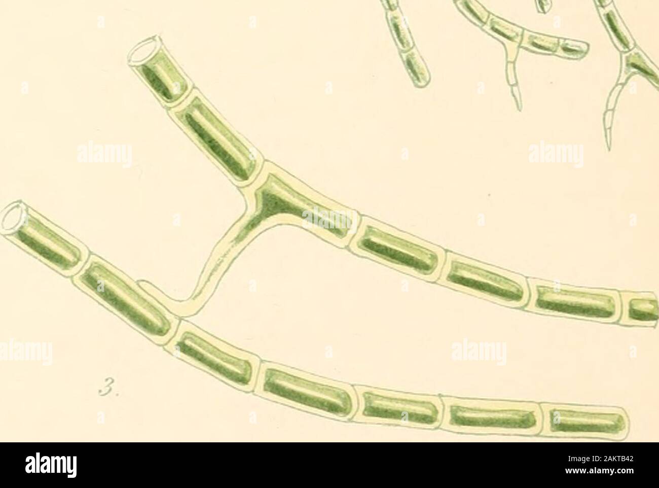 Phycologia britannica, ou, une histoire de la des algues, contenant des chiffres de couleur, les caractères génériques et spécifiques, synonymes, et des descriptions de toutes les espèces d'algues peuplant les rives des îles Britanniques . 55€SFC. Ser. Ciilouospermi• J : :. Fain. Confervece. CCXXXVIII la plaque. RHIZOCLONIUM* RIPARIUM, XSb. Le général de l'omble. Vert, filaments, transmission, uniforme, simple orspuriously décombantes branches ramifiées ; racine et court-comme. Fruits, granulescontained bonjour les cellules. (Rhizocloniuh Kiitz.), - de pi(ov, une branche. Rhizoclonium riparium ; filaments long, mince, décombantes, vert pâle,formant Banque D'Images