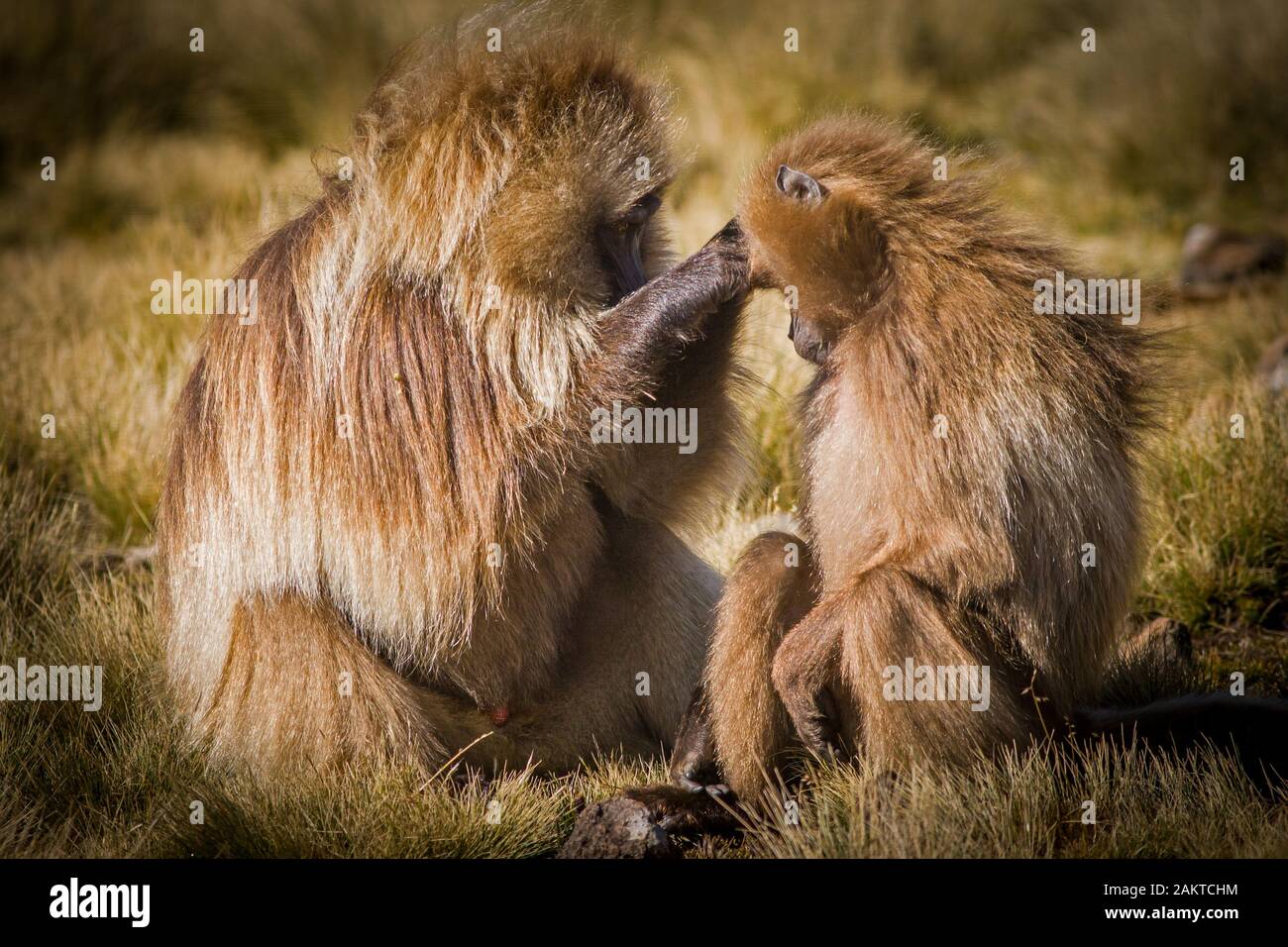 Le singe gélada (Theropithecus Gelada) chaque toilettage, d'autres montagnes du Simien parc national, de l'Ethiopie. Banque D'Images