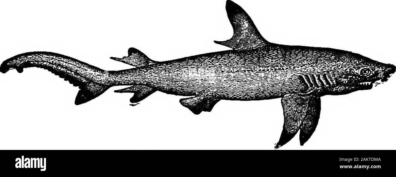 Première leçon de zoologie : adapté pour utilisation dans les écoles . Fig. Le scé-. FiG. 154.-Carcharias. armor, qu'ils ont peu d'ennemis. Par conséquent ils ne needa haut degré d'intelligence, ni de moyens spéciaux d'defenseor protection, bien que de leur activité, en ayant de grandes nageoires, puissant,le système circulatoire est très développé, le coeur étant plus compliqué que dans les poissons osseux. Le raccord en T 8HABKS. 147 requins doivent leur prospérité dans la vie à leur grande taille, greatTitality, et à l'abondance de l'affaiblissement de la vie animale de alldescriptions qu'ils peuvent trouver dans toutes les situations ; et whentheir au bas de l'alimentation Banque D'Images