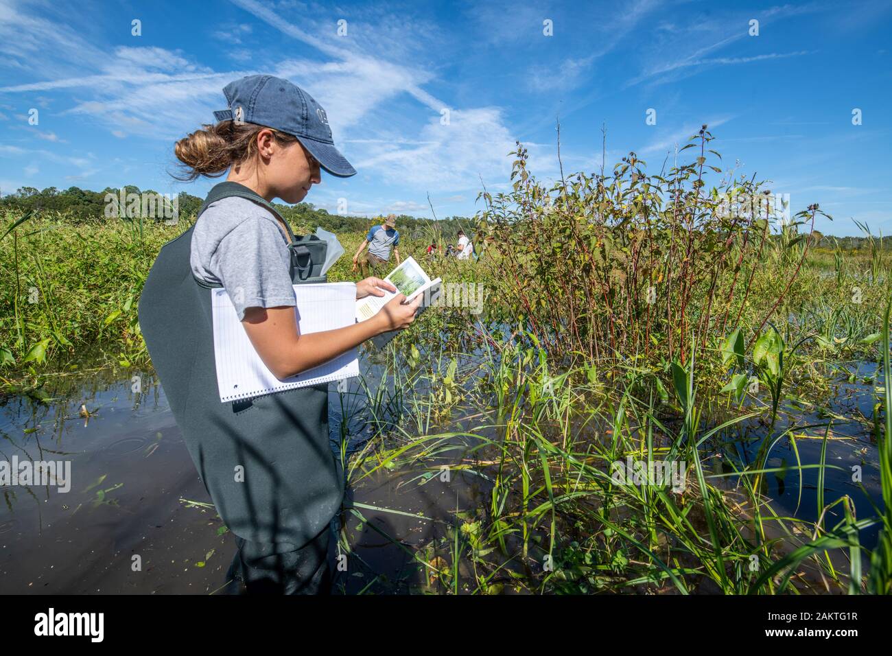 Les élèves patauger dans les terres humides Les terres humides marécageuses de Patuxent Park dans Lothian, Maryland. Banque D'Images