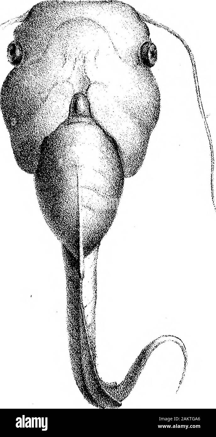 Sur la structure et le développement du crâne dans l'BatrachiaPart II . ^^e- e. /T.../.. 4^x : ?0, a-.c. C.tr -pyv.Z- ^-^^ 25 ; un ? SWXS ^ ? !iv. F 1 { Banque D'Images