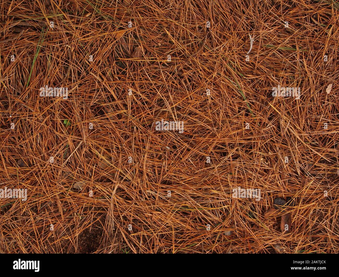 Aiguilles en pin d'automne sur le sol Banque D'Images