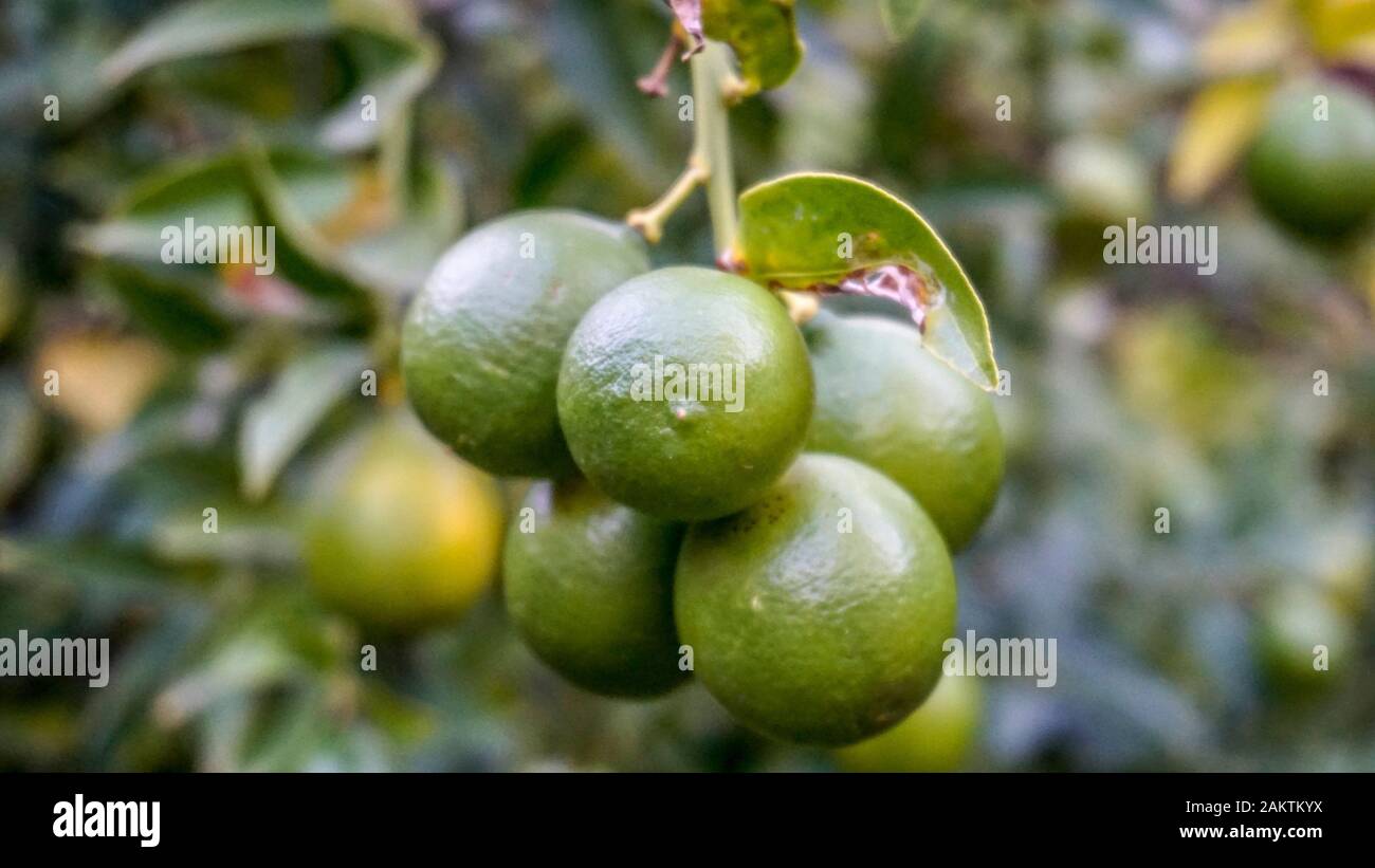 Limequat des branches d'arbre avec des fruits closeup Banque D'Images