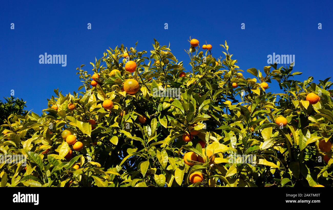 Haut d'un arbre orange plein d'oranges mûres Banque D'Images